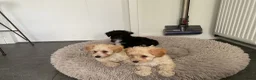 Maltipoo honden te koop: Maltipoo pups - Advertentie 4