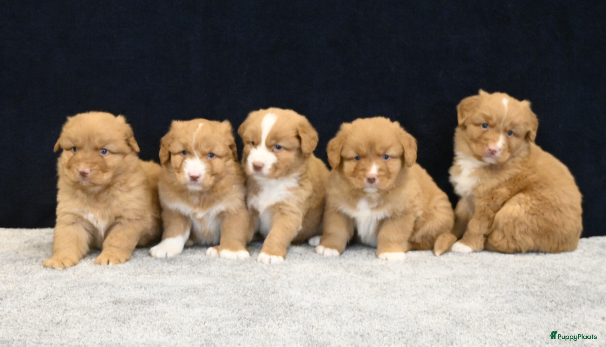 Nova Scotia Duck Tolling Retriever honden Nova Scotia Duck Tolling Retriever pups # Toller - Advertentie 1