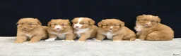 Nova Scotia Duck Tolling Retriever honden te koop: Nova Scotia Duck Tolling Retriever pups # Toller - Advertentie 1