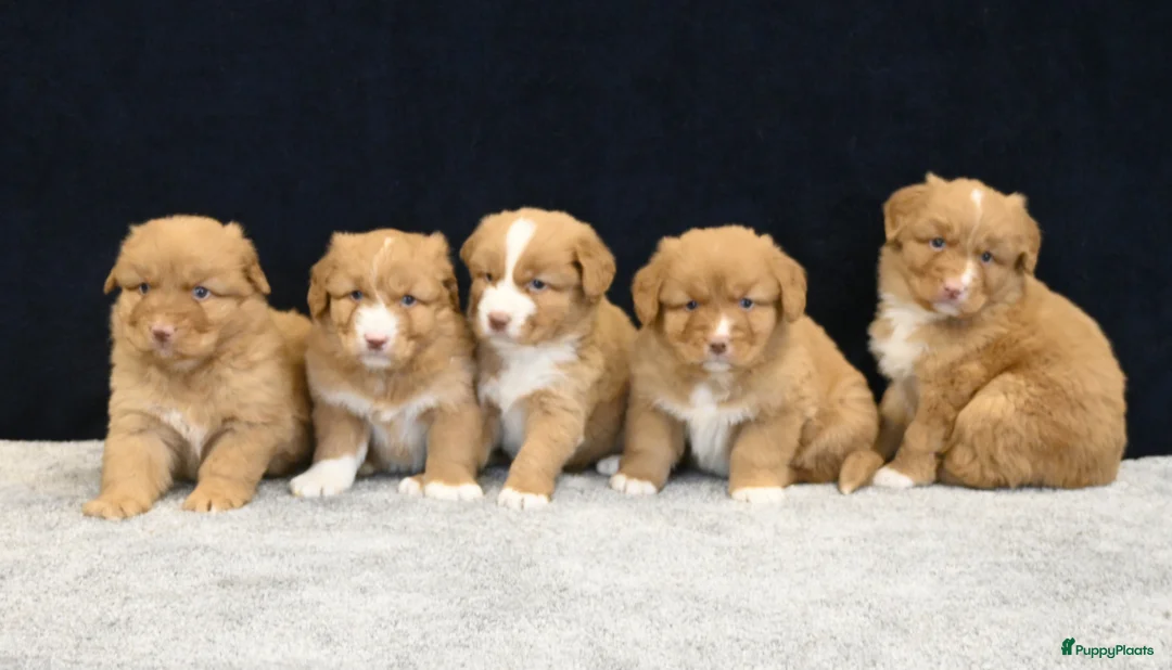 Nova Scotia Duck Tolling Retriever honden te koop: Nova Scotia Duck Tolling Retriever pups # Toller - Advertentie 1