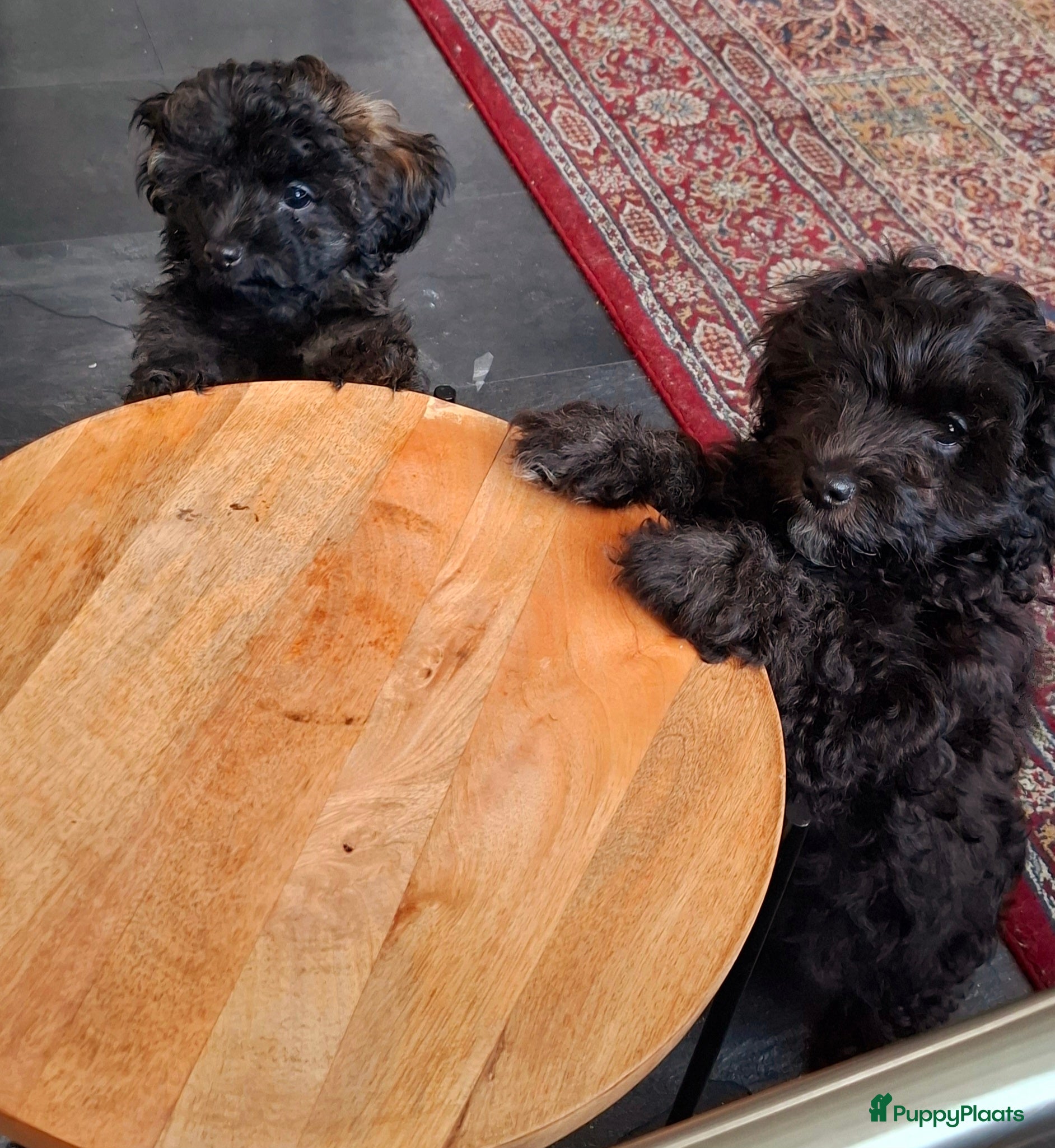 Maltipoo honden Moos & Pepper - Advertentie 1