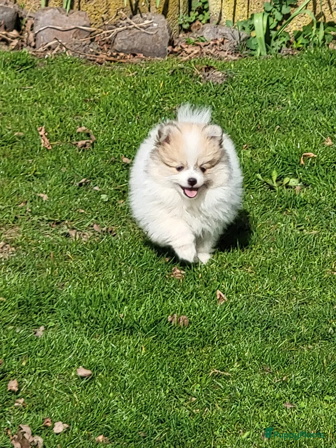 Pomeriaan honden te koop: Twee geweldige pomeriaanpups - Advertentie 2