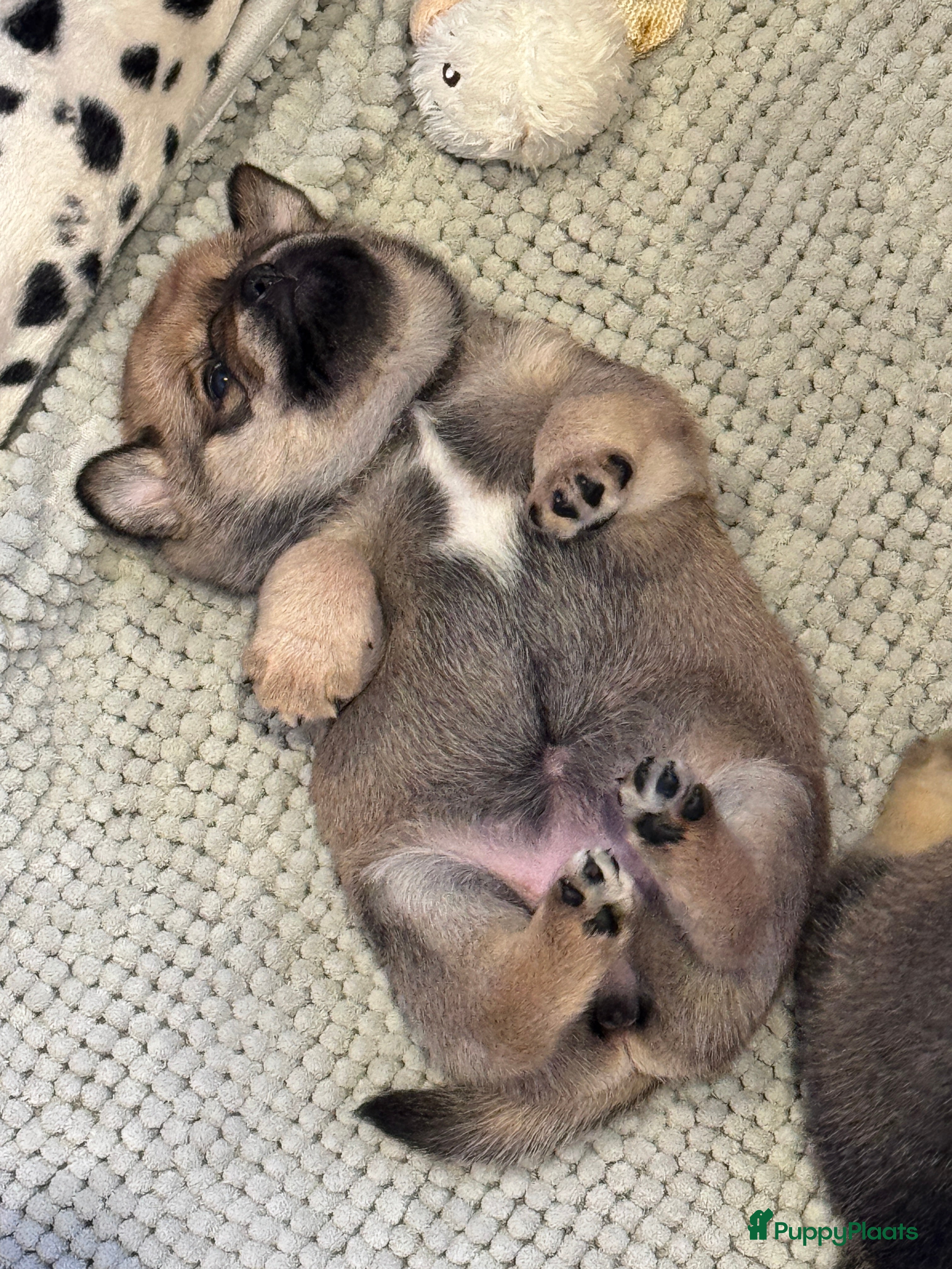 Retromops honden Prachtige retromopsjes - Advertentie 2