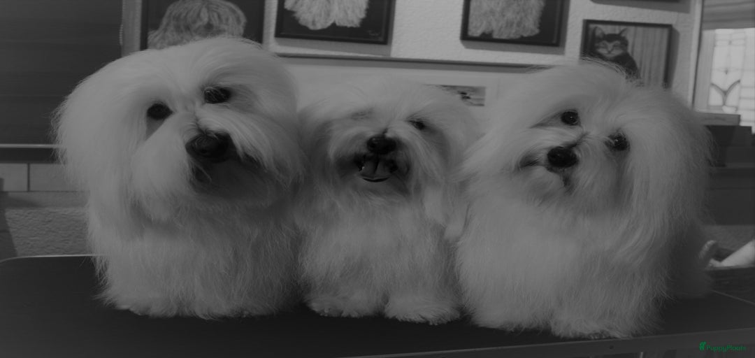 Galerij afbeelding {{count}}