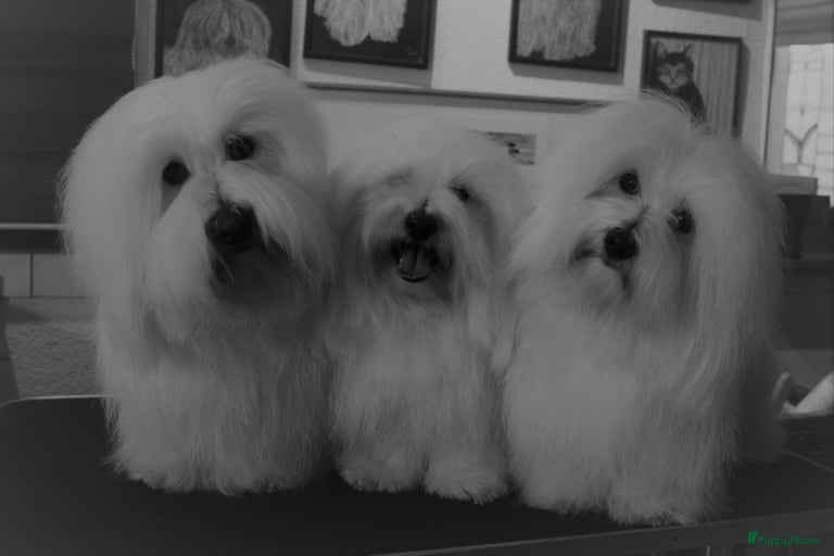 Galerij afbeelding {{count}}