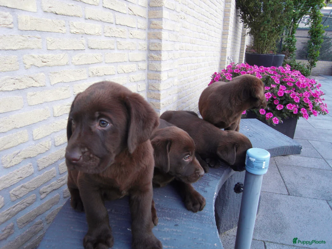 Labrador Retriever honden te koop: Zeer labrador pups ouder met stamboom  - Advertentie 8