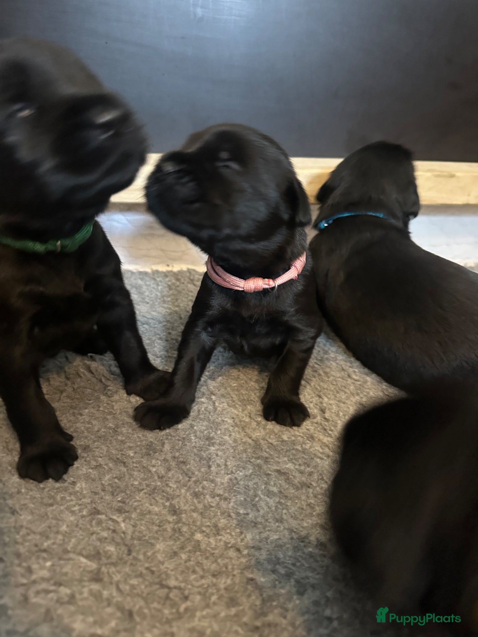 Riesenschnauzer honden te koop: Riesenschnauzer puppy’s mer stamboom - Advertentie 1