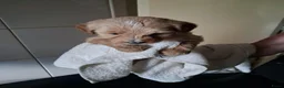 Labradoodle honden te koop: mooie puppy,s labradoodles 1 teefje en 3 reutjes - Advertentie 3