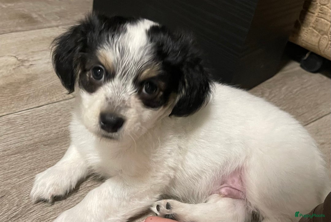 Kruising honden te koop: Chihuahua kruising pups - Advertentie 11