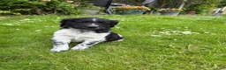 Friese Stabij honden te koop: Friese stabij puppy’s  in Uithuizermeeden - Advertentie 8
