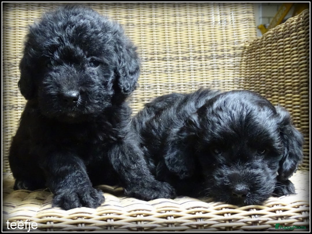 Kruising honden te koop: Boompoo F1b pups. Boomer x Poedel - Advertentie 2