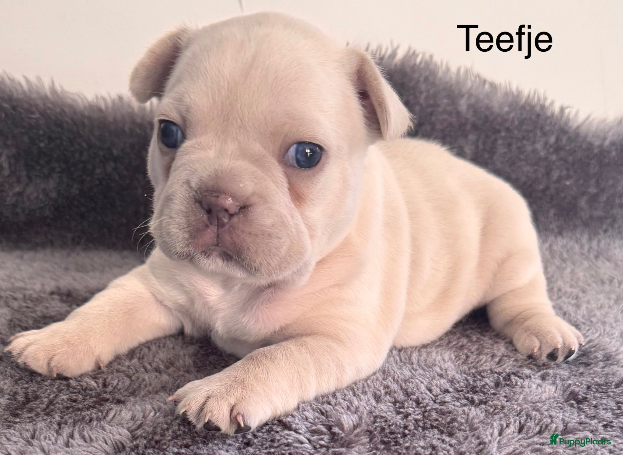 Franse Bulldog honden Prachtig nestje Franse bulldog pups - Advertentie 2