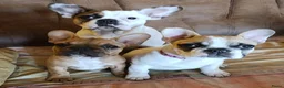 Franse Bulldog honden te koop: Franse bulldog raszuiver FCI (geteste ouders)  - Advertentie 6