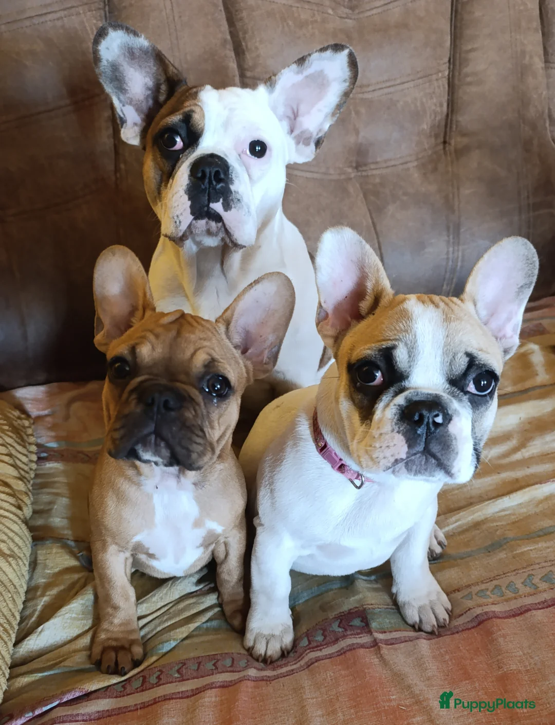 Franse Bulldog honden te koop: Franse bulldog raszuiver FCI (geteste ouders)  - Advertentie 6