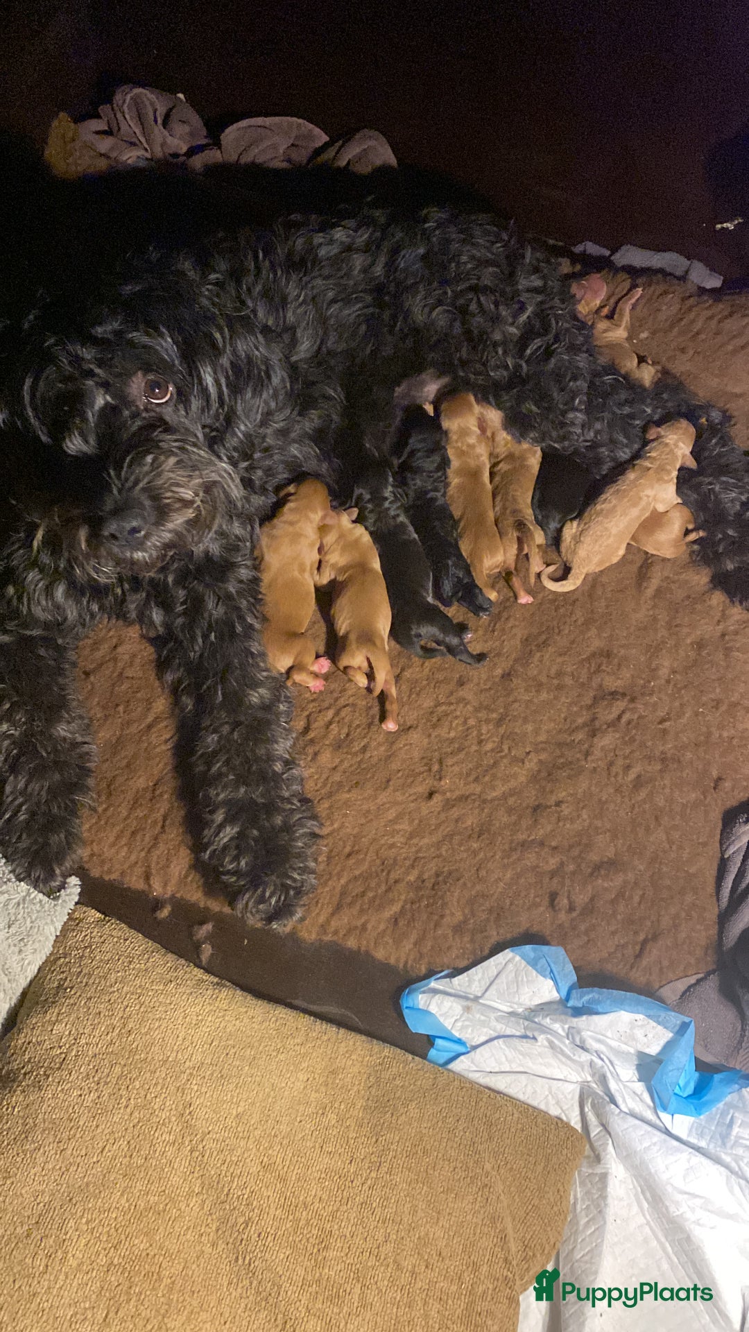 Labradoodle honden te koop: ✨ Liefdevol opgegroeide pups enkele te reserveren - Advertentie 27