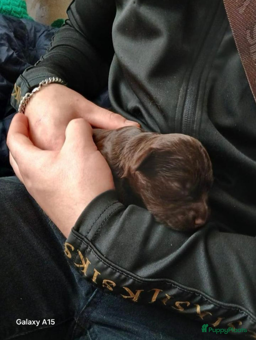 Kruising honden te koop: nestje kruising Waterhond, labradoedel look-a-like - Afbeelding 13