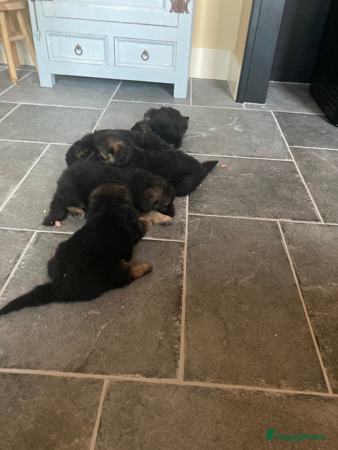 Duitse Herder honden te koop: Langharige Duitse herder puppy’s met rechte rug  - Advertentie 7