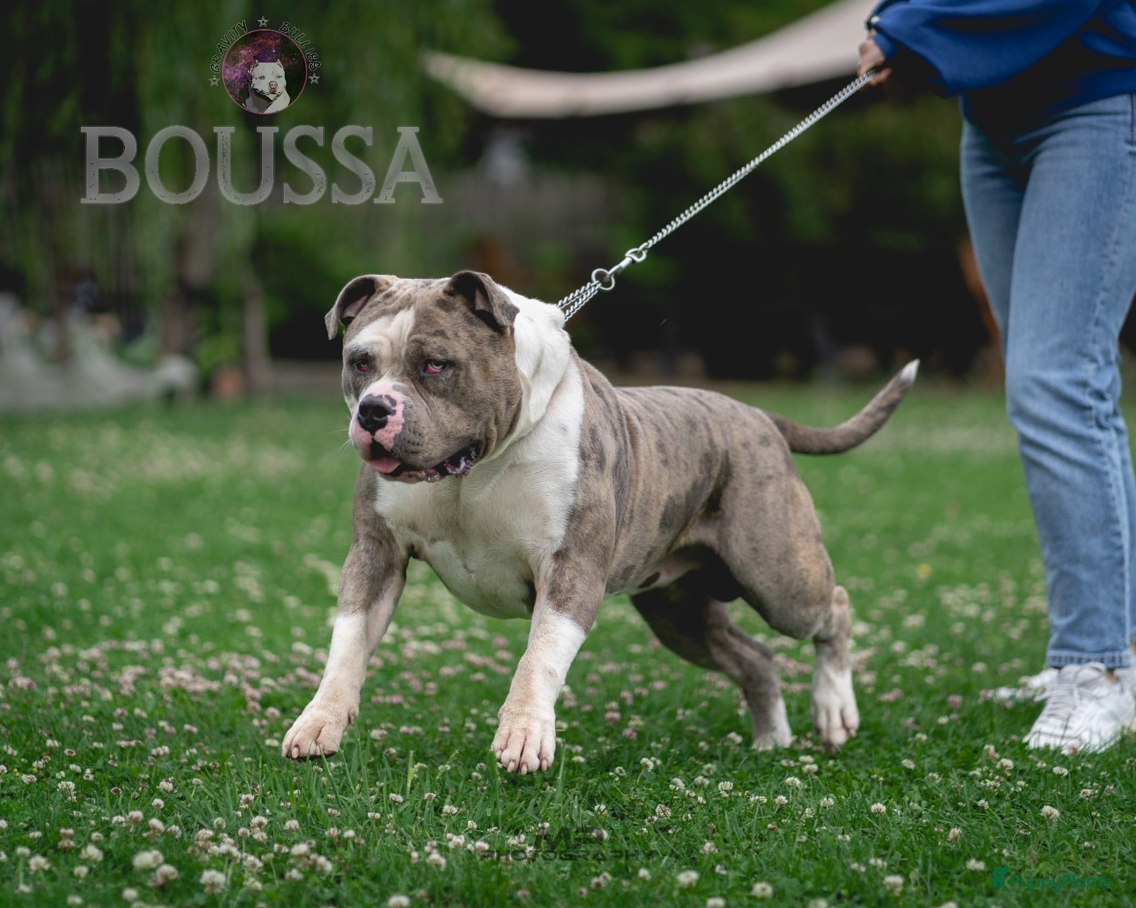 Amerikaanse Bully honden American Bully XL dekreu  - Advertentie 18