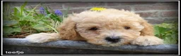 Maltipoo honden te koop: Maltipoo F1b pups - Advertentie 4