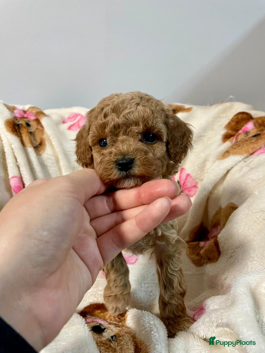 Poedel Toy honden te koop: 4 Prachtige Toy poedel teefjes - Advertentie 13