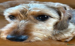Ruwhaar Teckel honden te koop: Unieke ruwharige dwergteckels te koop - Afbeelding 6