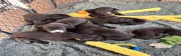 Duitse Dog honden te koop: Duitse Dog pups geboren - Advertentie 4