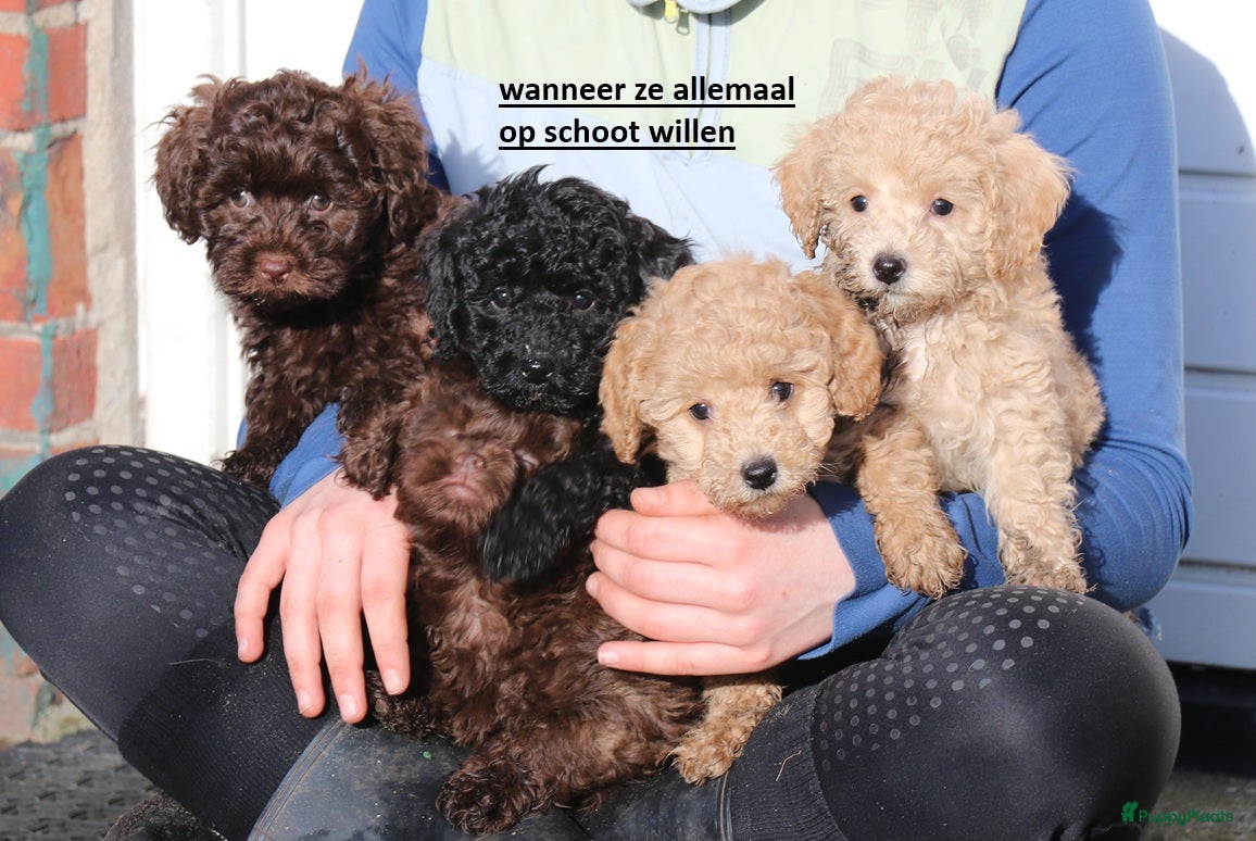 Kruising honden maltipoo/shihpoo pups beschikbaar - Advertentie 1