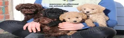 Kruising honden te koop: maltipoo/shihpoo pups beschikbaar - Advertentie 1