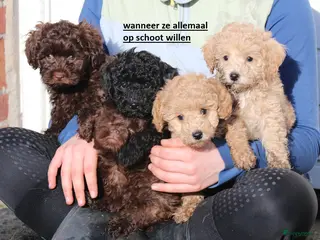 Kruising honden maltipoo/shihpoo pups beschikbaar - Advertentie 1