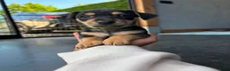 Jack Russel Terriër honden te koop: Jack Russel pups - Advertentie 3