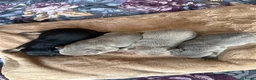 Franse Bulldog honden te koop: Mooi franse bulldog pups - Advertentie 9