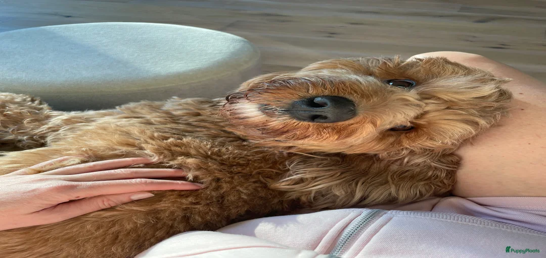 Galerij afbeelding {{count}}