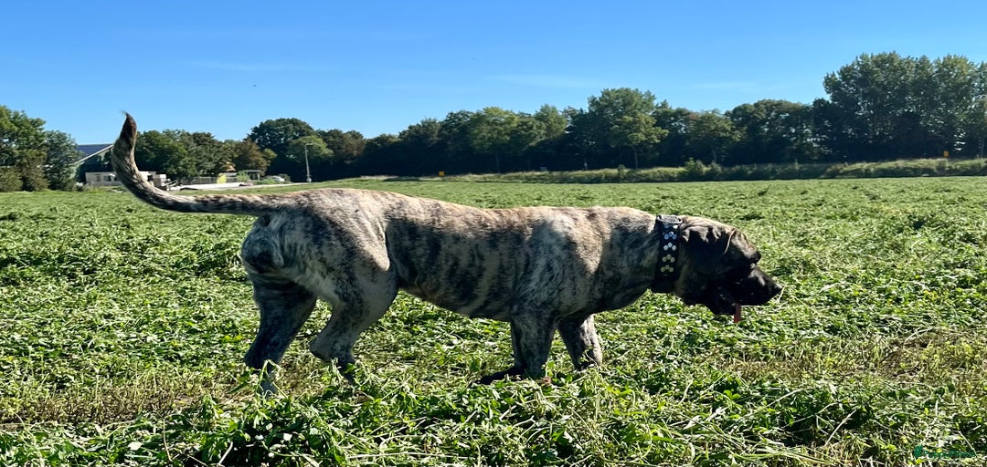 Galerij afbeelding {{count}}