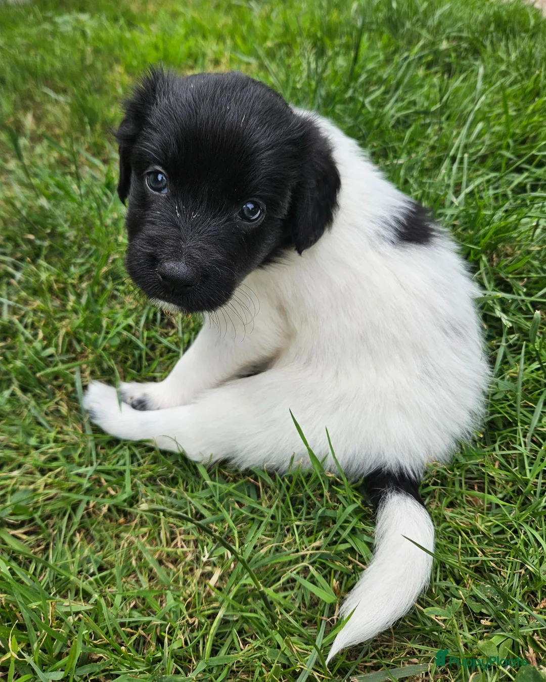 Friese Stabij honden te koop: Prachtige Friese Stabij pups (teefjes) in Readtsjerk - Advertentie 2