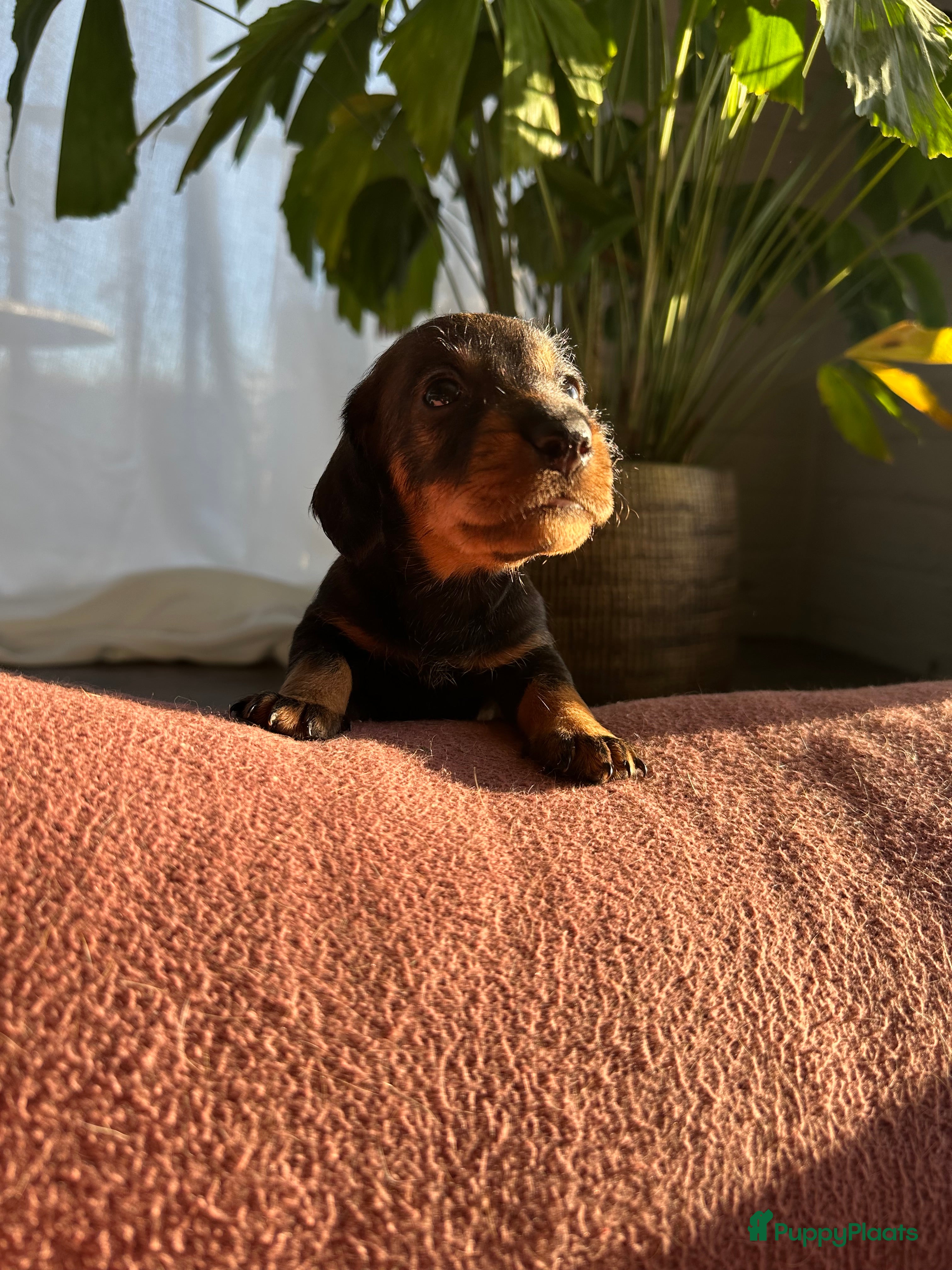 Ruwhaar Teckel honden Standaard ruwhaar teckelpups - Advertentie 1