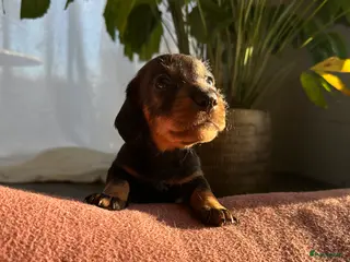 Ruwhaar Teckel honden Standaard ruwhaar teckelpups - Advertentie 5