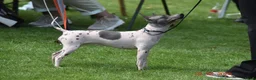 Amerikaanse Naakthond honden te koop: American hairless terrier / naakthond - Advertentie 9