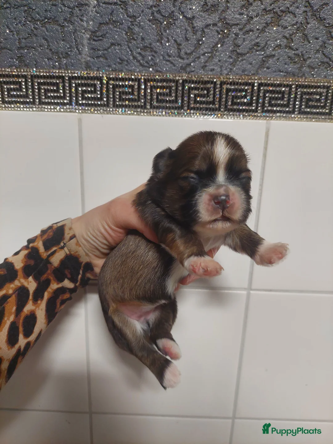 Shih Tzu honden te koop: Prachtige Shih Tzu pups beschikbaar ✨ reu en teef - Advertentie 8