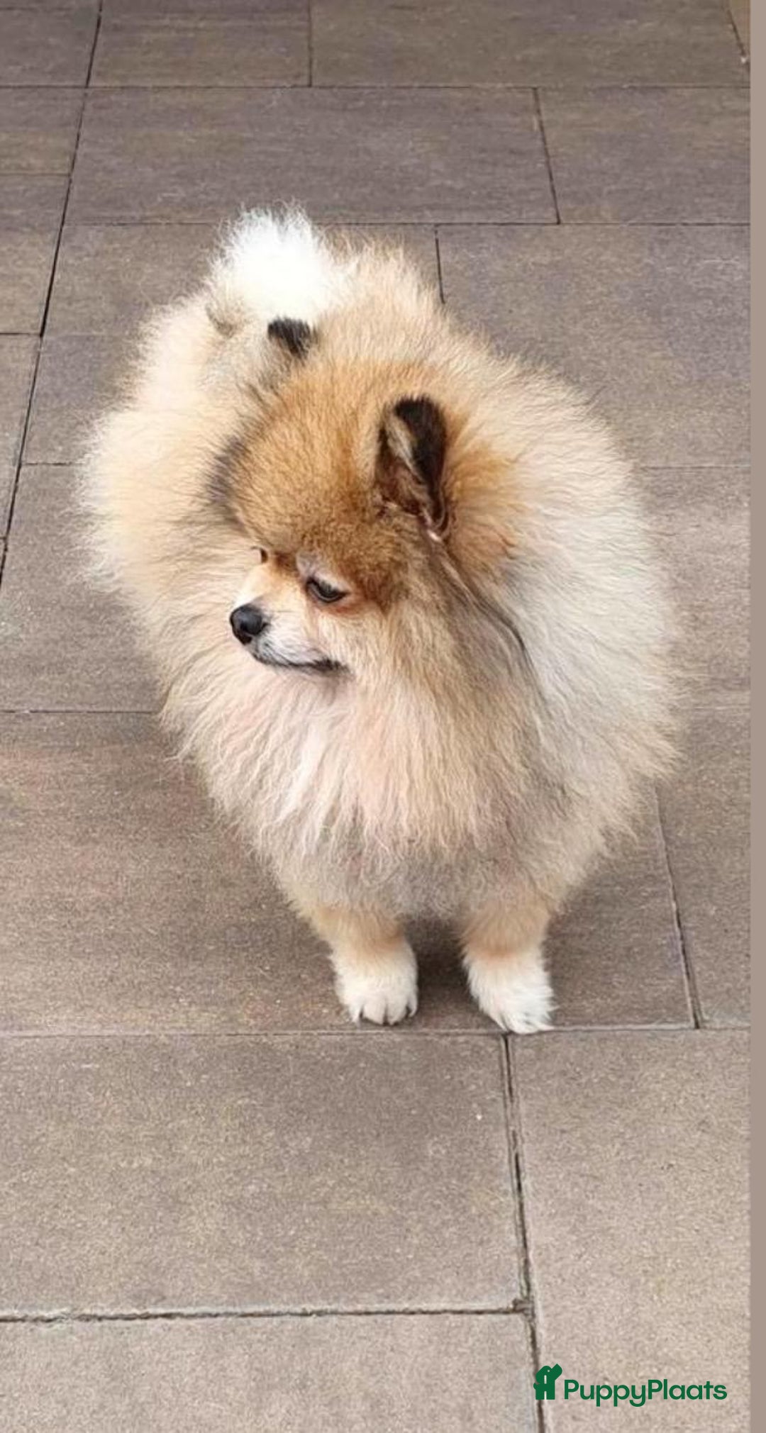 Pomchi honden te koop: Mooie pomchi pups - Afbeelding 4