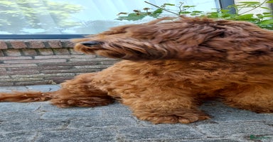 Australian Labradoodle honden - Advertentie 10