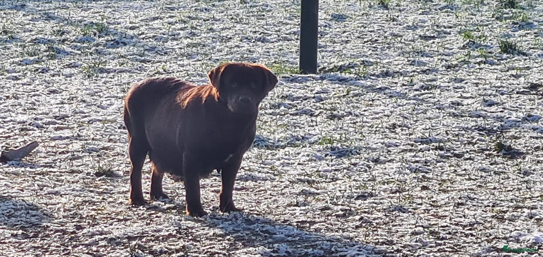 Galerij afbeelding {{count}}