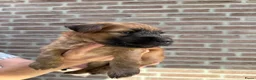 Softcoated Wheaten Terriër honden te koop: Prachtige Soft Coated Wheaten Terrier pups - Advertentie 3