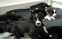 Border Collie honden te koop: Prachtige pups Border Collie/Barbado da Terceira - Afbeelding 5