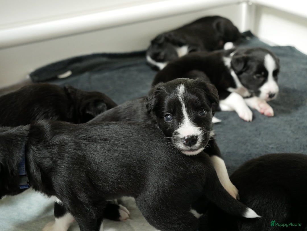 Border Collie honden te koop: Prachtige pups Border Collie/Barbado da Terceira - Afbeelding 5