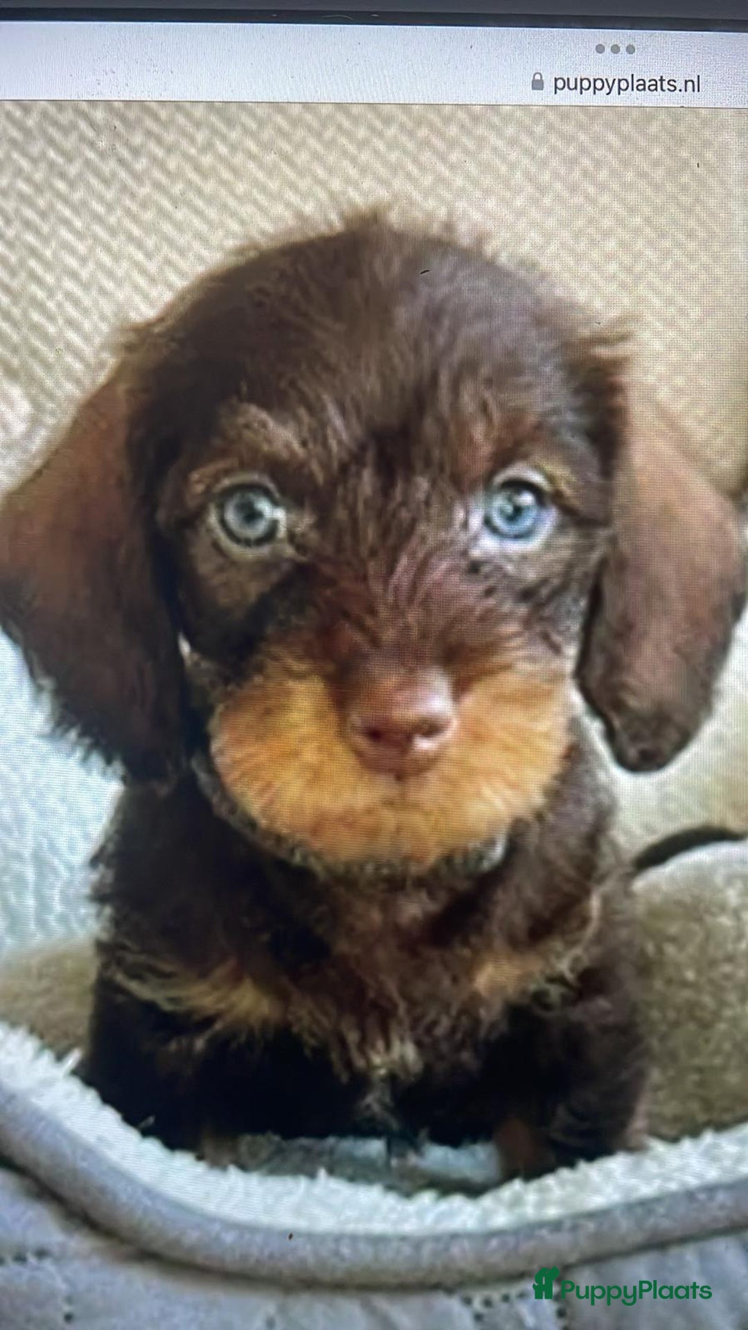 Ruwhaar Teckel honden ter dekking: Dekreu ruwharige dwergteckel chocotan - Advertentie 2