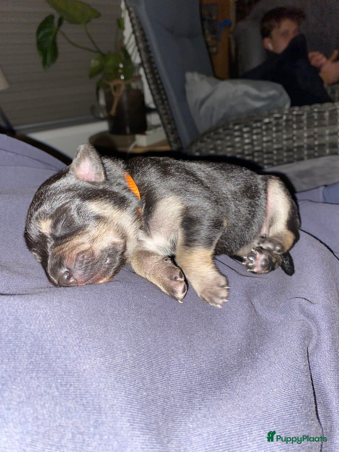 Australian Kelpie honden te koop: Working kelpie - Advertentie 7