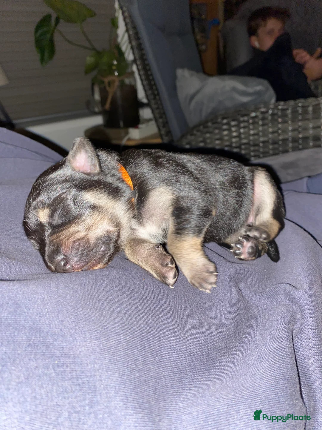 Australian Kelpie honden te koop: Working kelpie nog 1 reutje beschikbaar - Advertentie 12