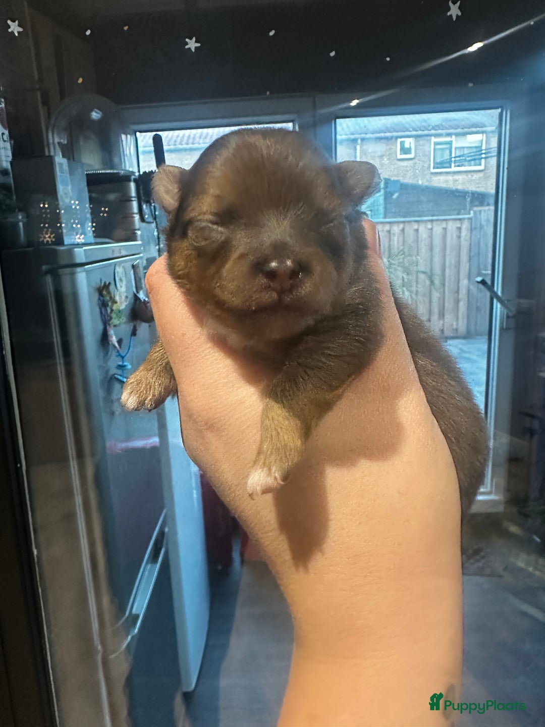 Pomeriaan honden te koop: Pomeriaan parti colour teefje geboren 23-12-2025 - Advertentie 11