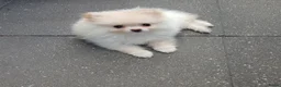 Pomchi honden te koop: Prachtige pomeriaan reu van 10 weken oud - Advertentie 4