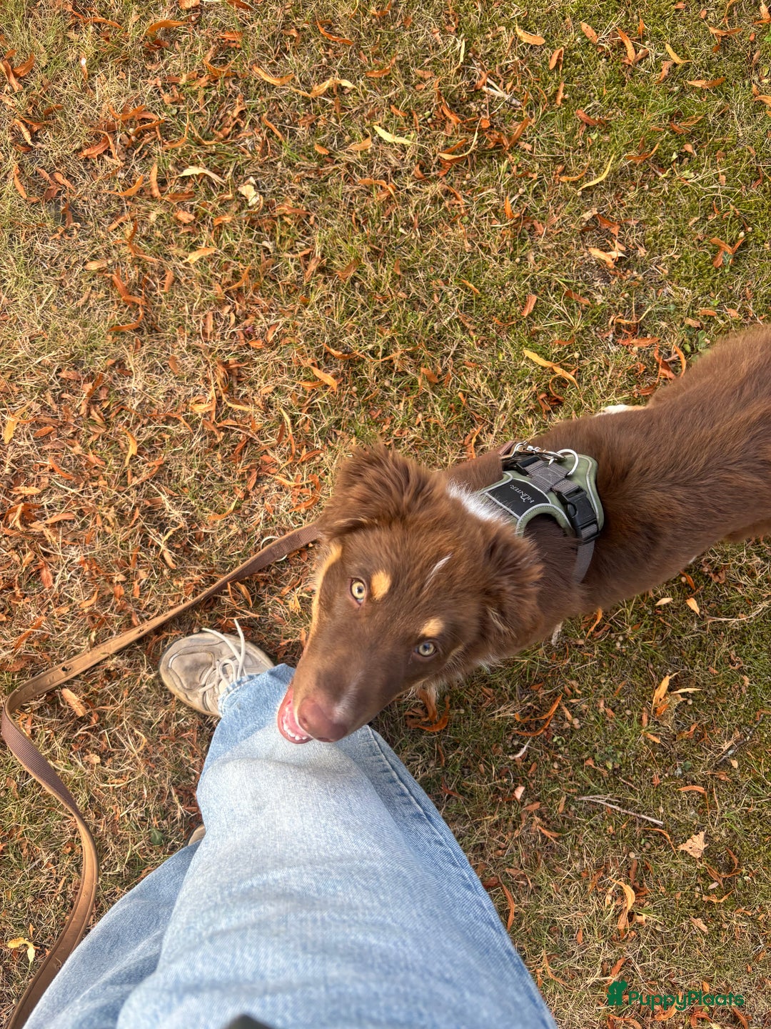Australian Shepherd honden ter adoptie: Australian Shepherd Bobbi  - Advertentie 5